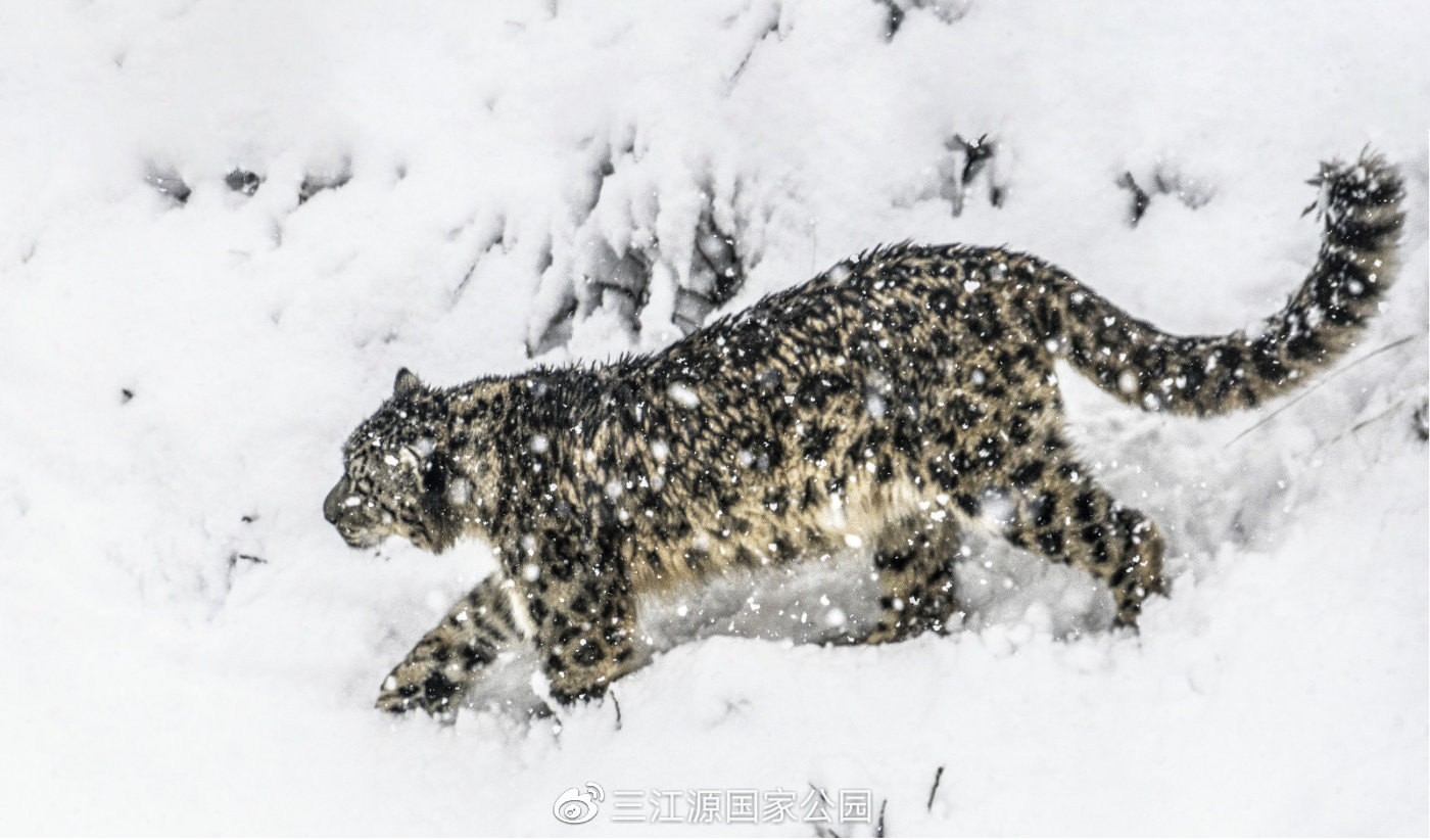 只有那些拥有“狙击手的眼睛”的人才能发现藏在山上的雪豹
