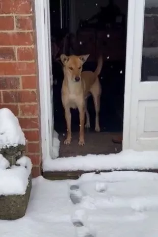 从泰国丛林棚屋中获救的狗狗第一次在英国的雪地上行走