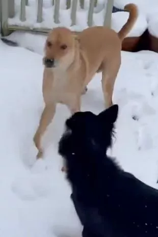 从泰国丛林棚屋中获救的狗狗第一次在英国的雪地上行走