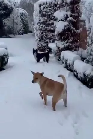 从泰国丛林棚屋中获救的狗狗第一次在英国的雪地上行走