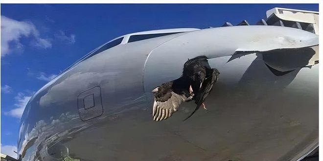 印度空难，排除鸟类撞击因素的深入分析