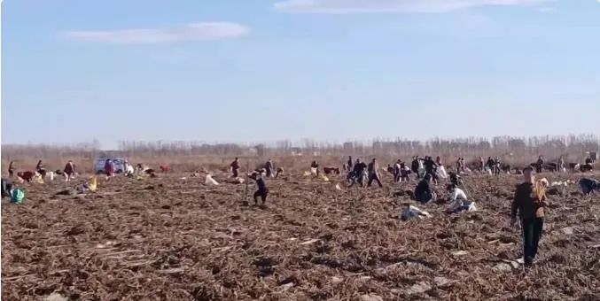 安徽500亩土豆地遭村民哄抢，一场道德与法律的双重考验