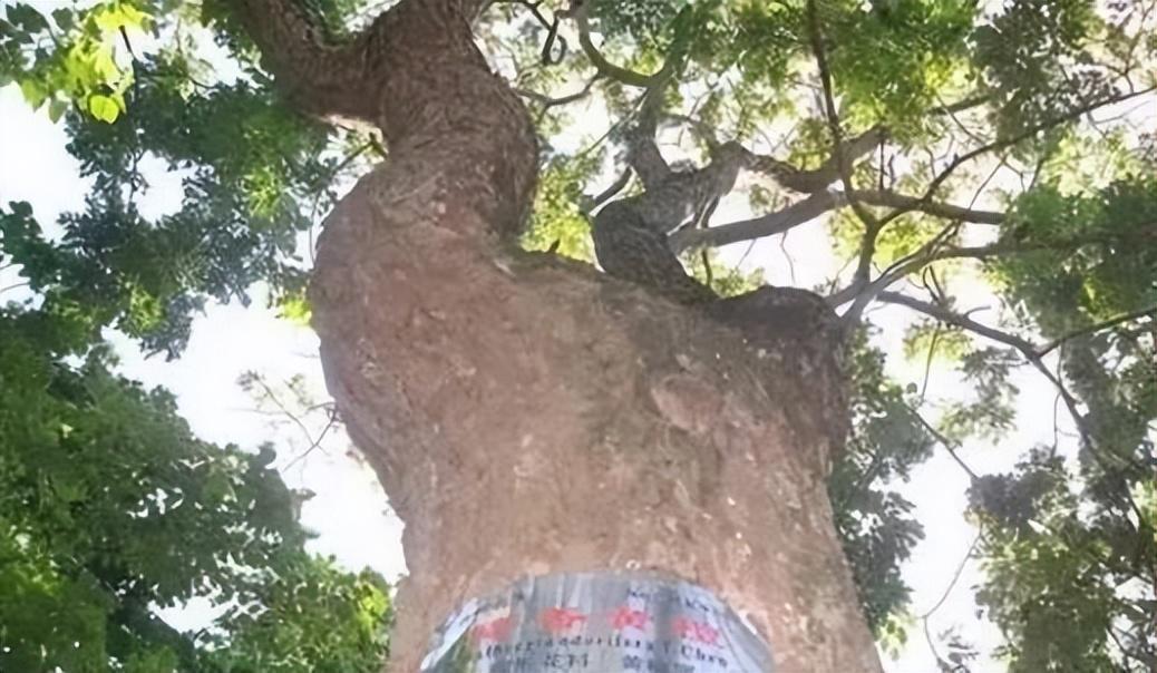 海南悲剧，幼童被父亲关车斗铁笼的伦理拷问