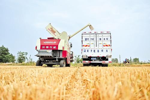 各地夏粮丰收，有粮方，稳民心