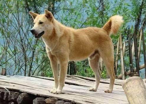 多地放宽禁令，中华田园犬迎来解禁新篇章
