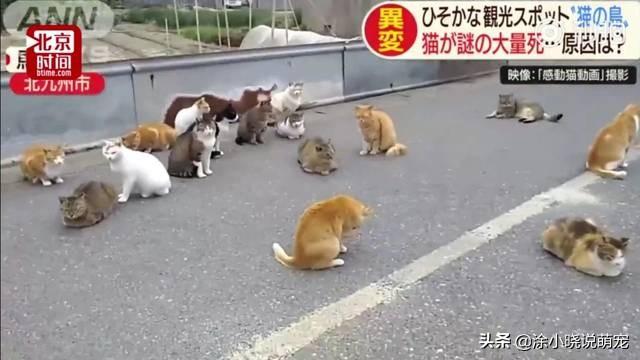 日本地震频发，第二批岛民紧急撤离避难